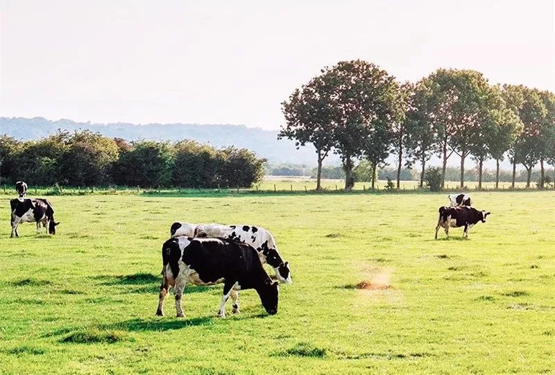 0蔗糖0脂肪酸奶批发,0蔗糖酸奶假的辟谣