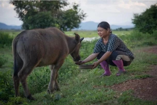 猫屎咖啡泰国咖啡,泰国新品牛屎咖啡