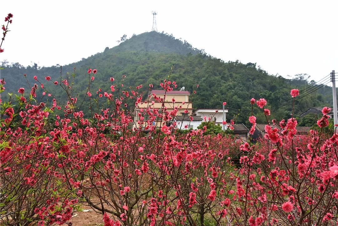 还未脱单？元宵前去东湾村吧，邂逅浪漫！