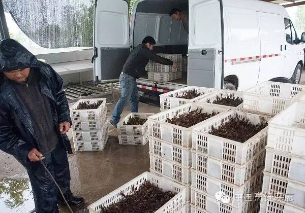 小龙虾，大市场！未来是否继续火爆取决于什么？盱眙、潜江、南京、武汉、上海、北京、合肥、杭州……跟着小龙虾地图走一遭吧！