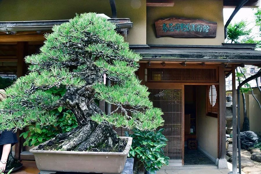 手艺失传可咋办？中国徒弟有方案