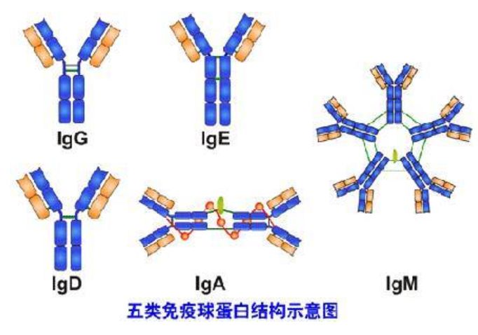 白蛋白和球蛋白是一回事吗,白蛋白球蛋白偏低怎么回事