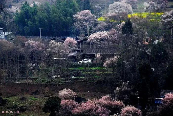 青梅已盛开旅游攻略,青梅已盛开