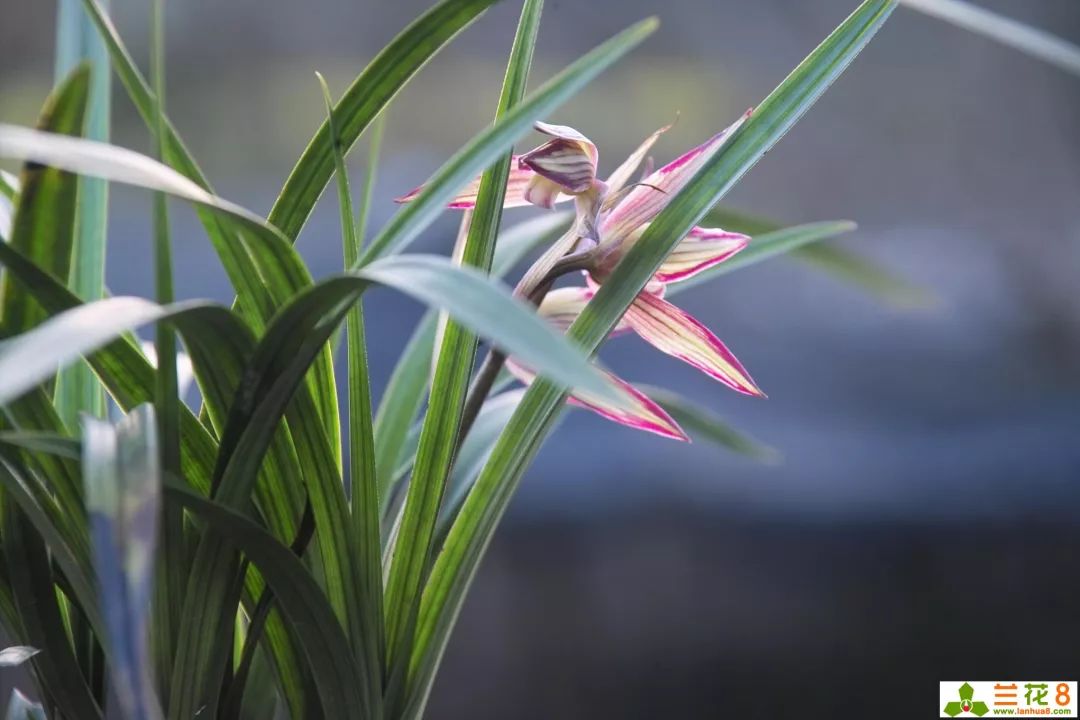 兰花花苞病虫害防治,兰花病虫害防治三种方法
