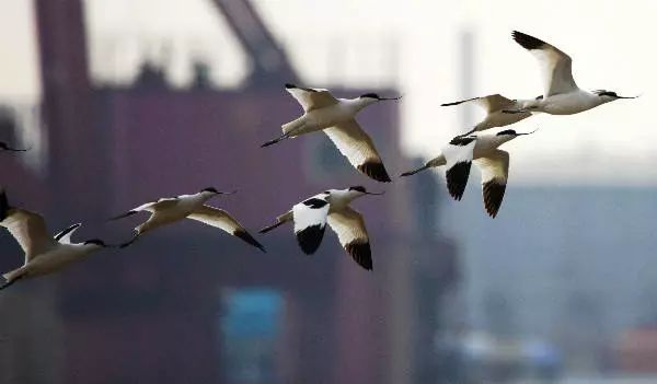 画眉、柳莺……在镇海栖息的这些“小精灵”，你都认识吗？