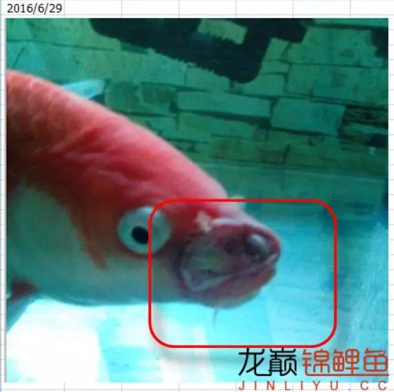 锦鲤烂嘴最快的解决方法,锦鲤有点烂身怎么处理