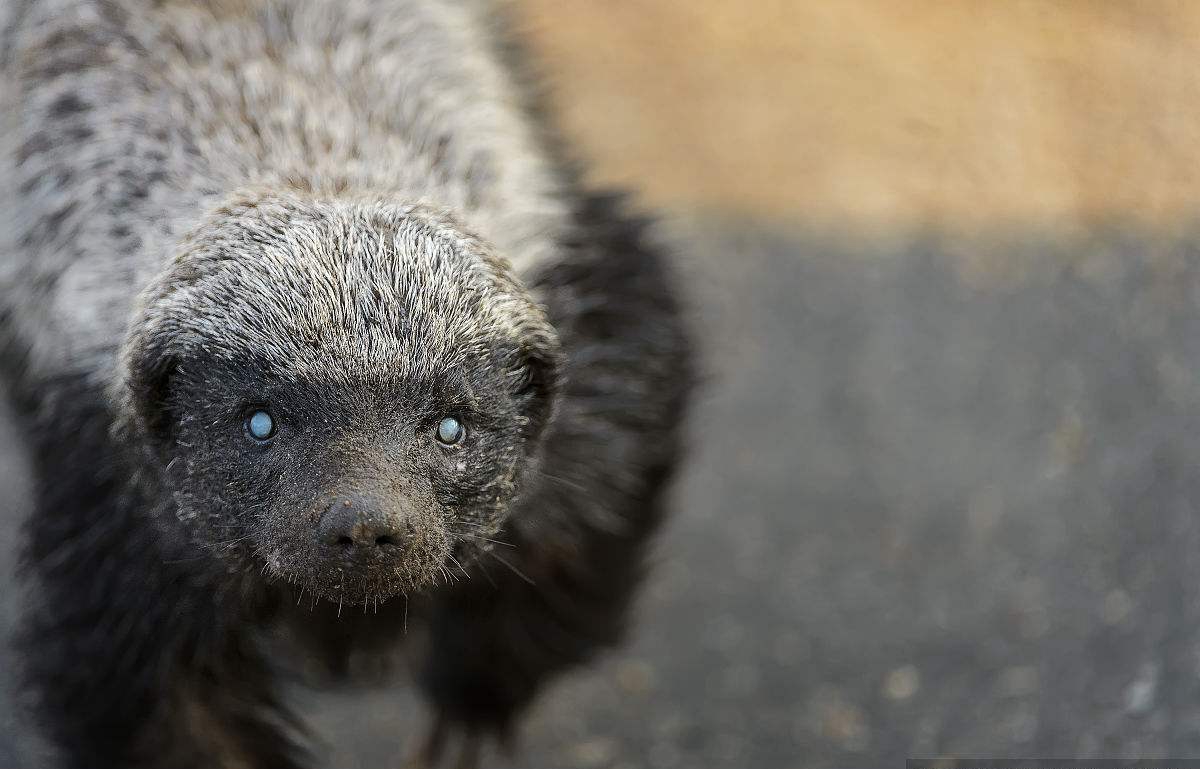 平头哥无所畏惧的原因究竟是什么,世界最不怕死的平头哥