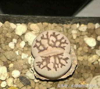 生石花多肉的品种,多肉植物生石花品种大全