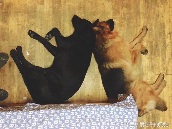 长毛德牧是纯种还是短毛,长毛德牧能当宠物犬养吗