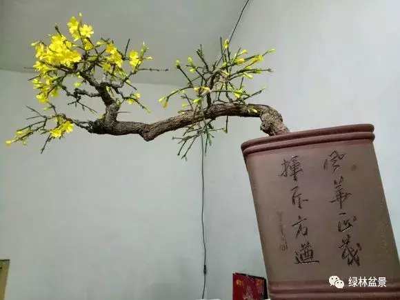 造型独特的迎春花盆景,迎春花盆景有哪些造型特点