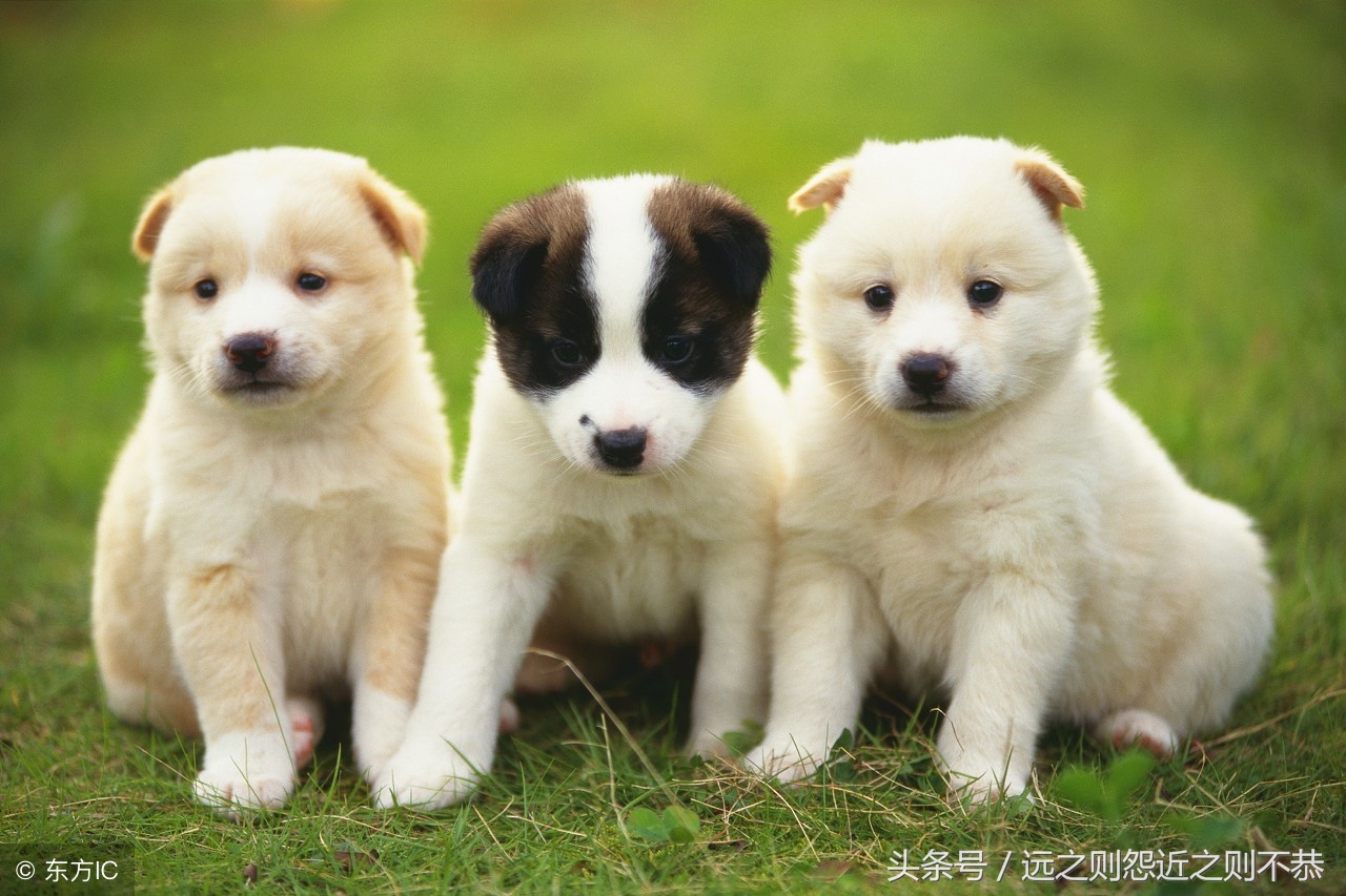 属狗人本命年运势2018,属狗人2018本命年运势