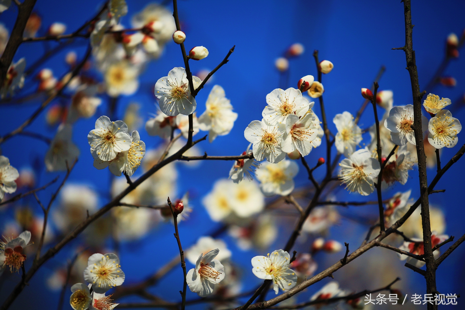 从大连到杭州上海苏州,大连到杭州旅行