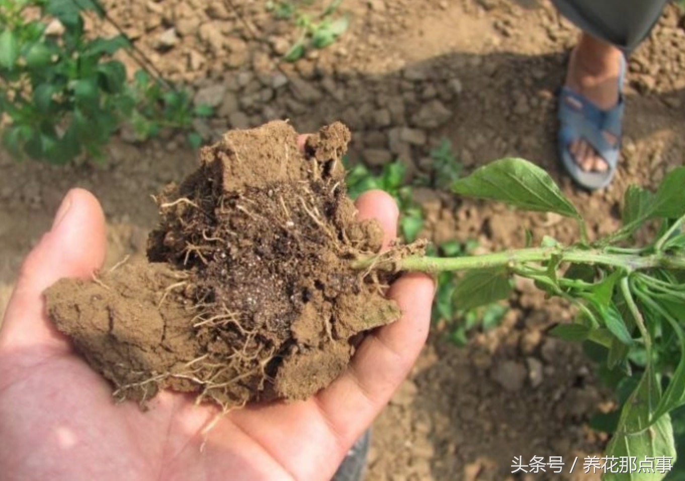 盆栽板结的土壤怎样改良,盆栽土种什么防止板结