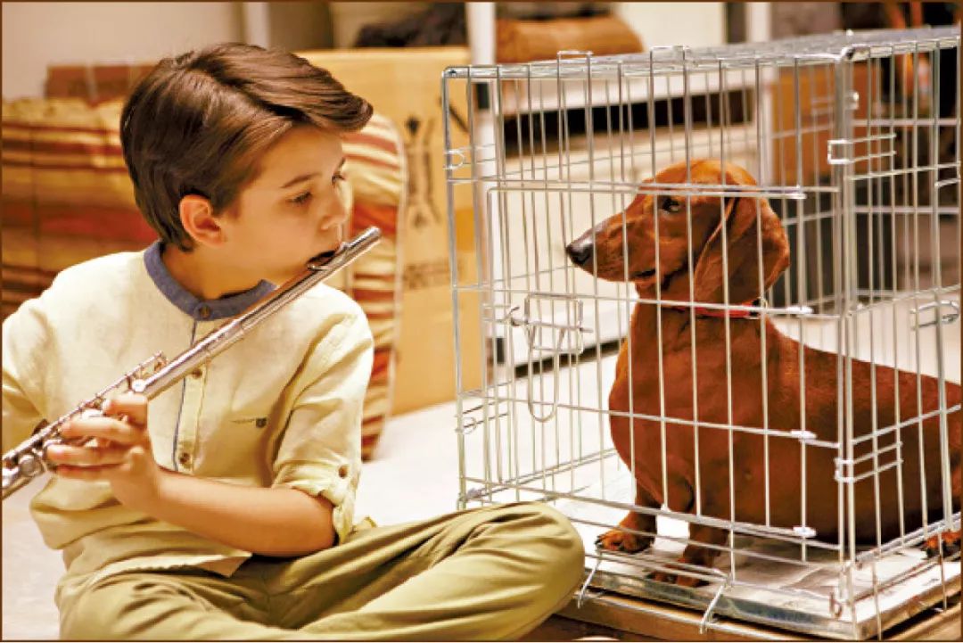 汪星人二哈电影,二哈拍过的电影