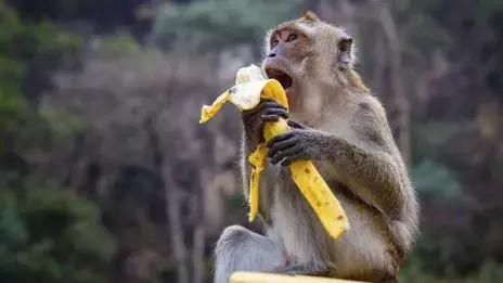 我们自认为美味的香蕉，不过是半个世纪前自然淘汰下的次等品