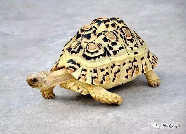 养龟的十大禁忌,养黑颈龟需要注意这些