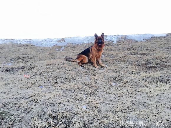 为什么要养狗长毛德牧,长毛德牧是名犬吗