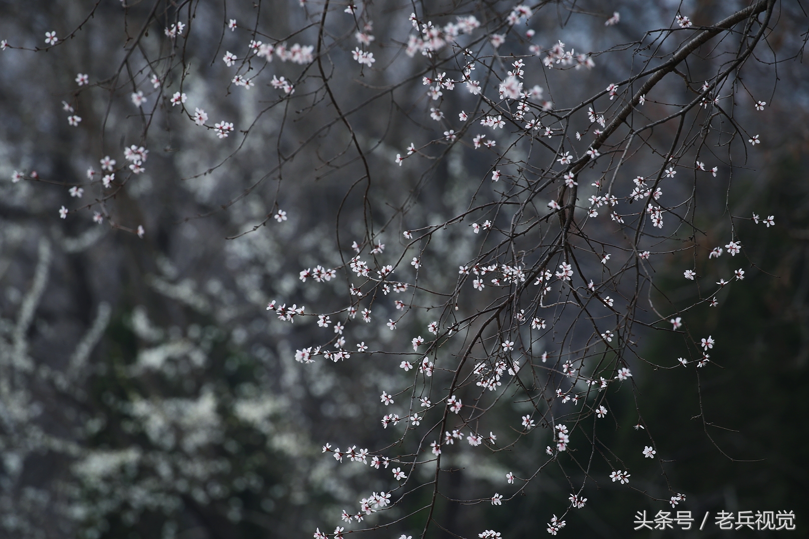 从大连到杭州上海苏州,大连到杭州旅行
