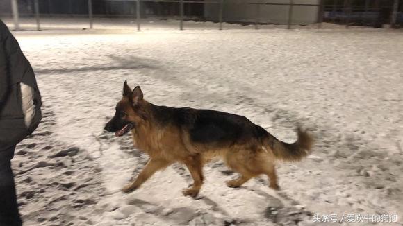 父母都是纯种狗后代为什么像串串,父母都是柯基就是纯种吗