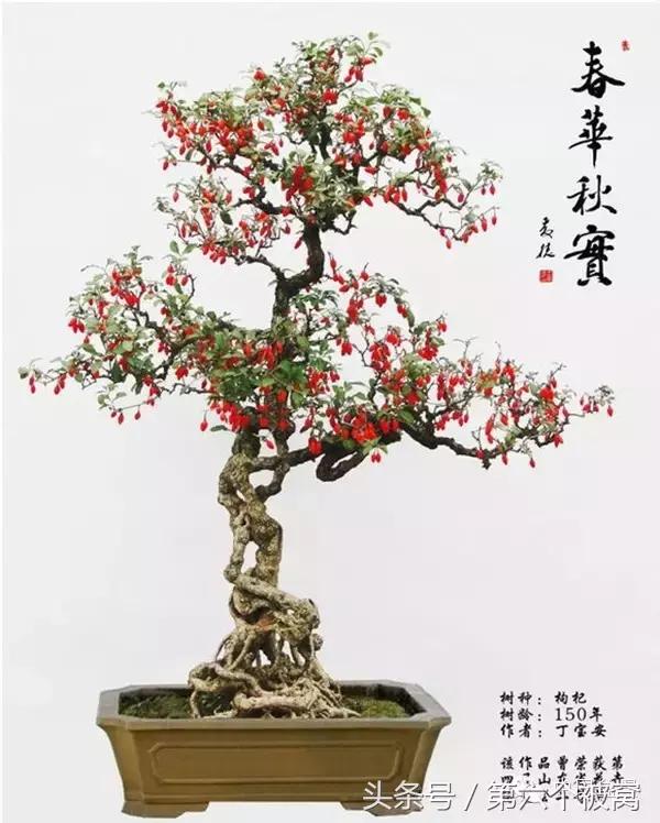 芽叶枝花都可赏,北国红豆亦相思