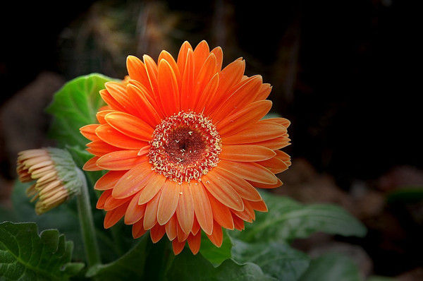 植物吸甲醛好还是活性炭吸甲醛好,芦荟是不是去除甲醛的最好的植物