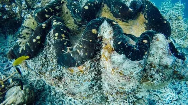 帕劳深度游出海,帕劳深潜体验