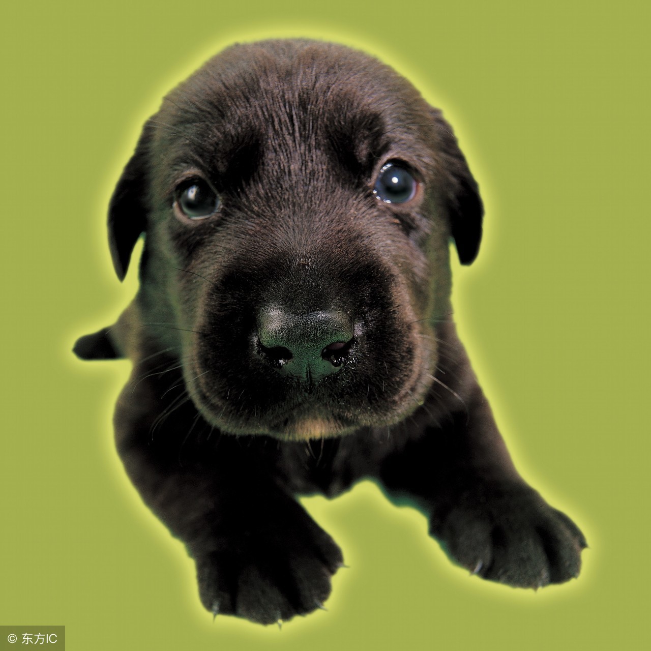 最致命的十大狗狗死因，您造吗？