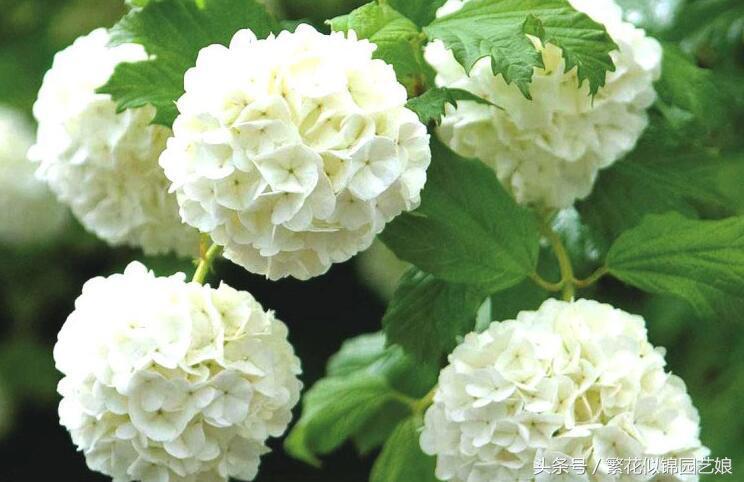 紫色长的像绣球一样的花,像蝴蝶一样的绣球