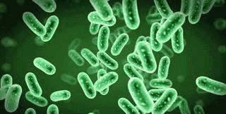 考拉是如何灭绝的,考拉是如何存活的