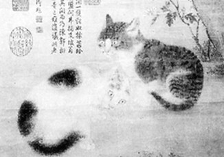 中国十大名猫狸花猫,中国古代名猫