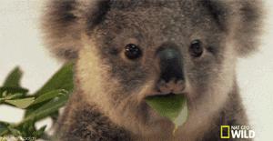 考拉是如何灭绝的,考拉是如何存活的