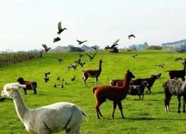 澳洲护照有什么待遇,澳洲对中国开放最新签证