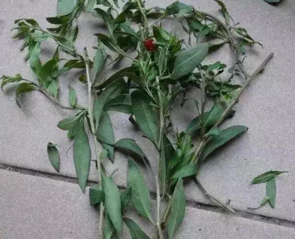 在家里边种枸杞好不好,在家里可以种枸杞树吗