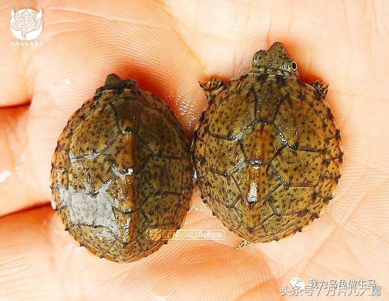 美文欣赏—头有斑、壳有纹、不加温、体型小，还不贵，它就是剃刀