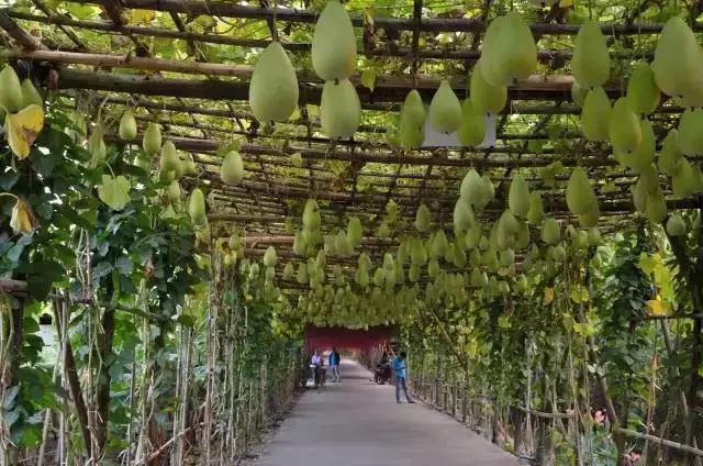 亲子游好去处!番禺周边的农家乐、游乐场、文化园…充实又好玩!