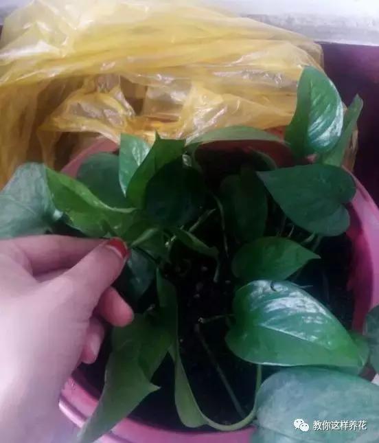 绿萝发财树杜鹃发黄萎蔫枯死，一个塑料袋就能救回！