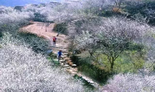 滚蛋吧,春困君!广东这些花花世界让你秒变龙马精神!