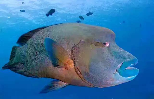 帕劳群岛隐藏攻略,帕劳旅游的优点和缺点