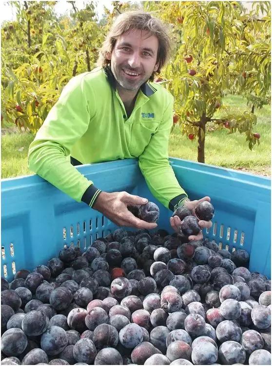 可以有助减肥的水果,抗衰老防痴呆水果