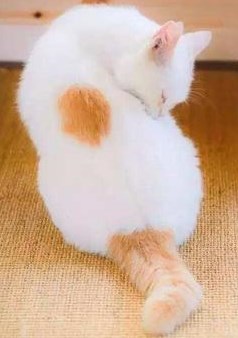 中国珍稀八大名猫,猫在古代如何被用来招财