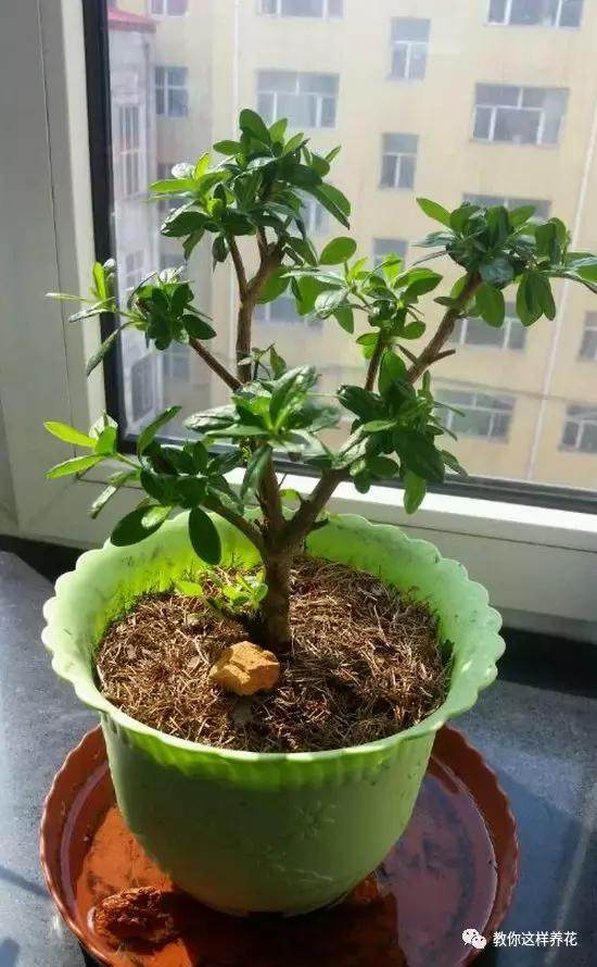 绿萝发财树杜鹃发黄萎蔫枯死，一个塑料袋就能救回！