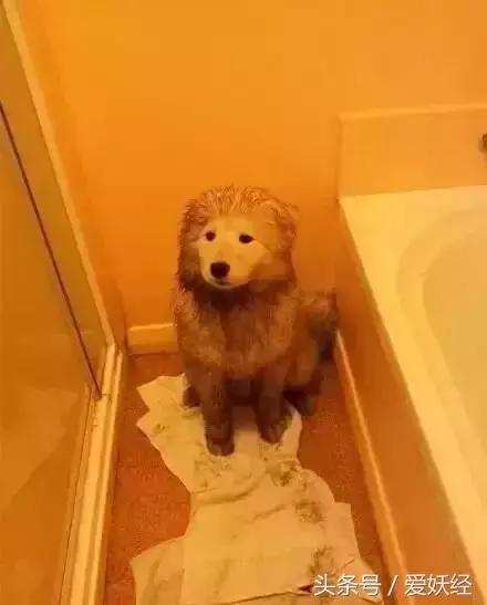 宠物洗护攻略,爱妖经养宠怎么玩