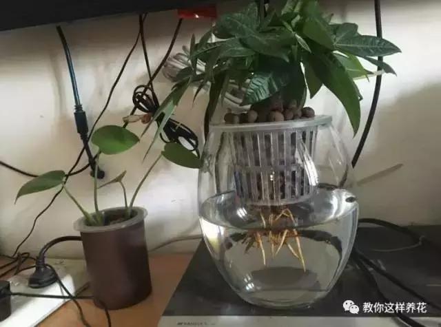 绿萝发财树杜鹃发黄萎蔫枯死，一个塑料袋就能救回！