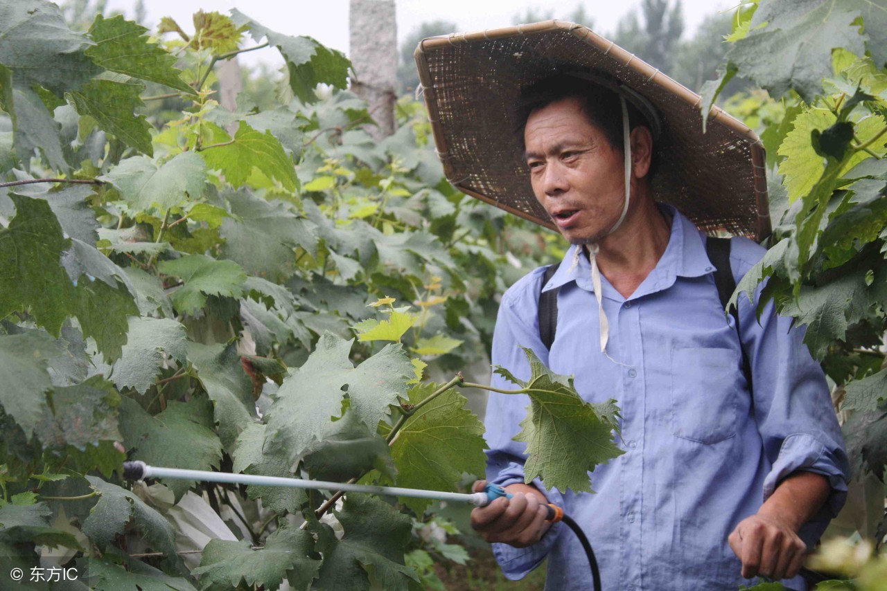 给果树打药配方,果树打农药受药害了怎么办