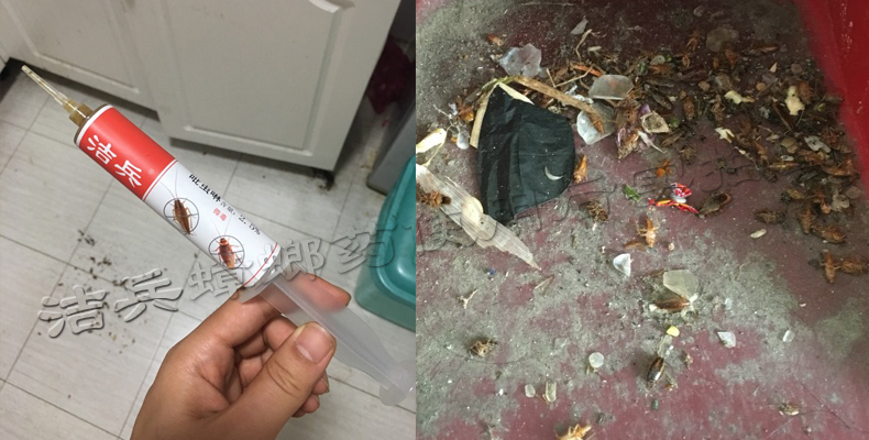 床上爬蟑螂怎么解决,蟑螂晚上会爬人身上吗