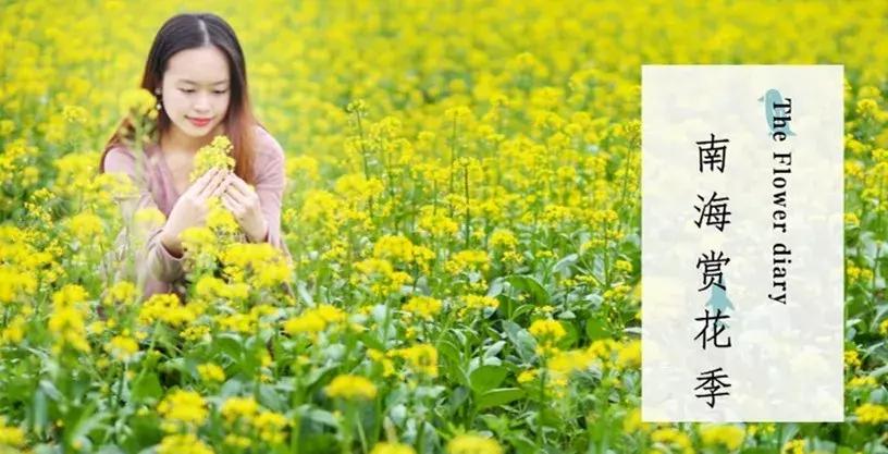佛山南海赏油菜花,佛山南海油菜花田旅游景点