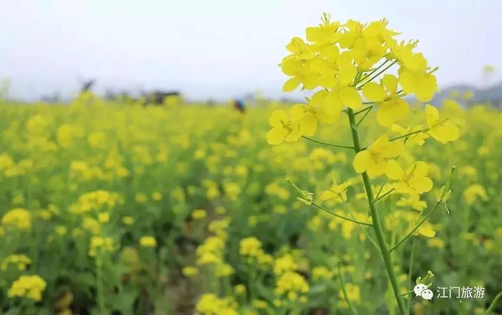 滚蛋吧,春困君!广东这些花花世界让你秒变龙马精神!