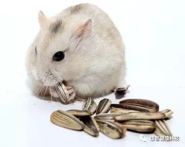 嗑完瓜子嘴巴干怎么办,嗑瓜子把嘴磕肿了怎么办