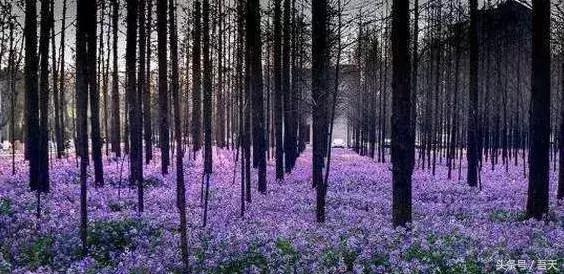 淮阴区卫岗,亳州卫岗镇