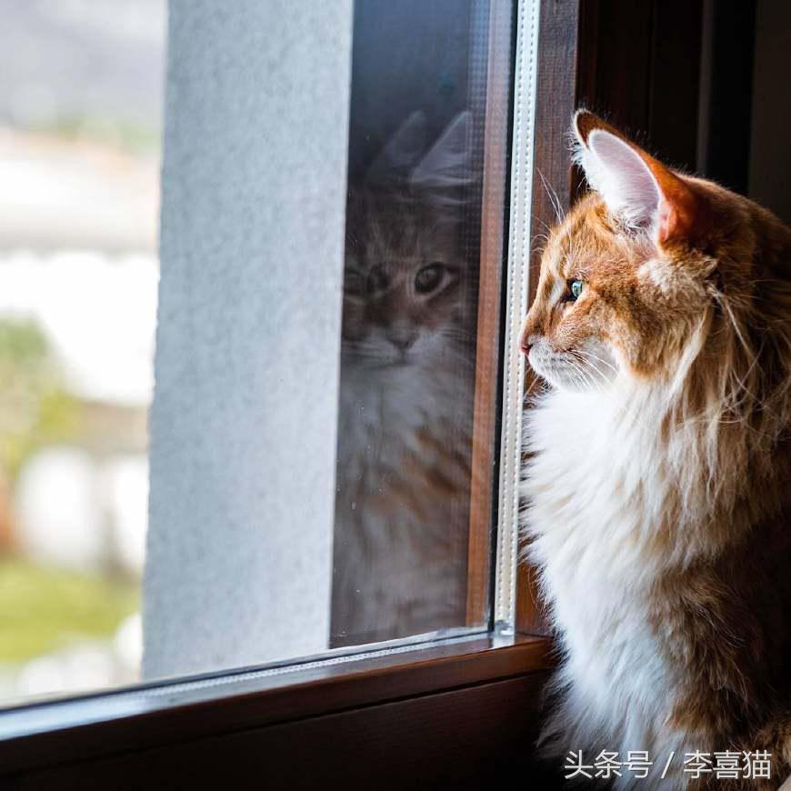 最会撩的挪威森林猫,高贵优雅灵动自然挪威森林猫